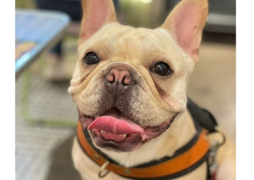 How to Keep Your Dog’s Skin Healthy During Seasonal Changes