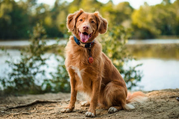 dog showing signs of liver problems including lethargy and loss of appetite
