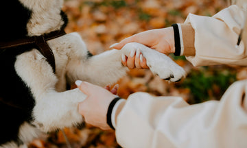 Is Your Dog in Pain? A Practical Guide to Joint Health, Supplements & Natural Support