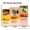 Dog joint health timeline: natural glucosamine and turmeric supplements for canine osteoarthritis relief, improved mobility, and long-term joint comfort.
